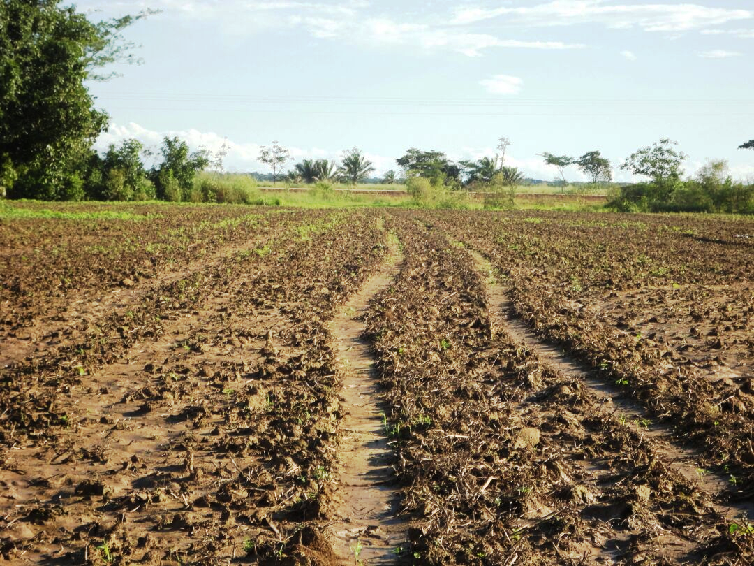 [Research] Amenaza a la Biodiversidad debido a la expansión de la Frontera Agrícola por la Producción de Soya Transgénica en el Distrito 1 del Municipio de San Pedro